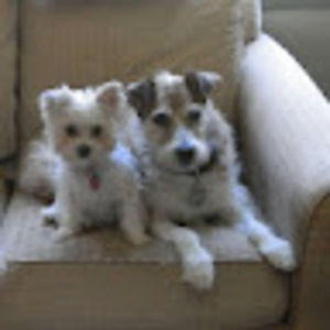 Meet your Posher, Dawn